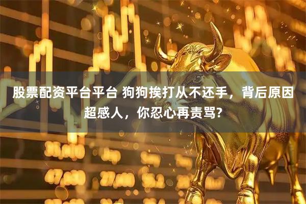 股票配资平台平台 狗狗挨打从不还手，背后原因超感人，你忍心再责骂?