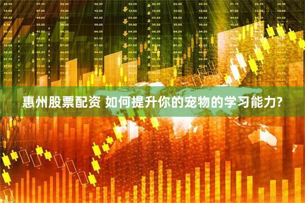 惠州股票配资 如何提升你的宠物的学习能力?